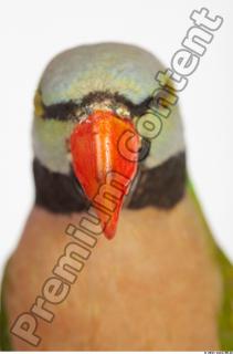 Parrot Psittacula alexandri 0017